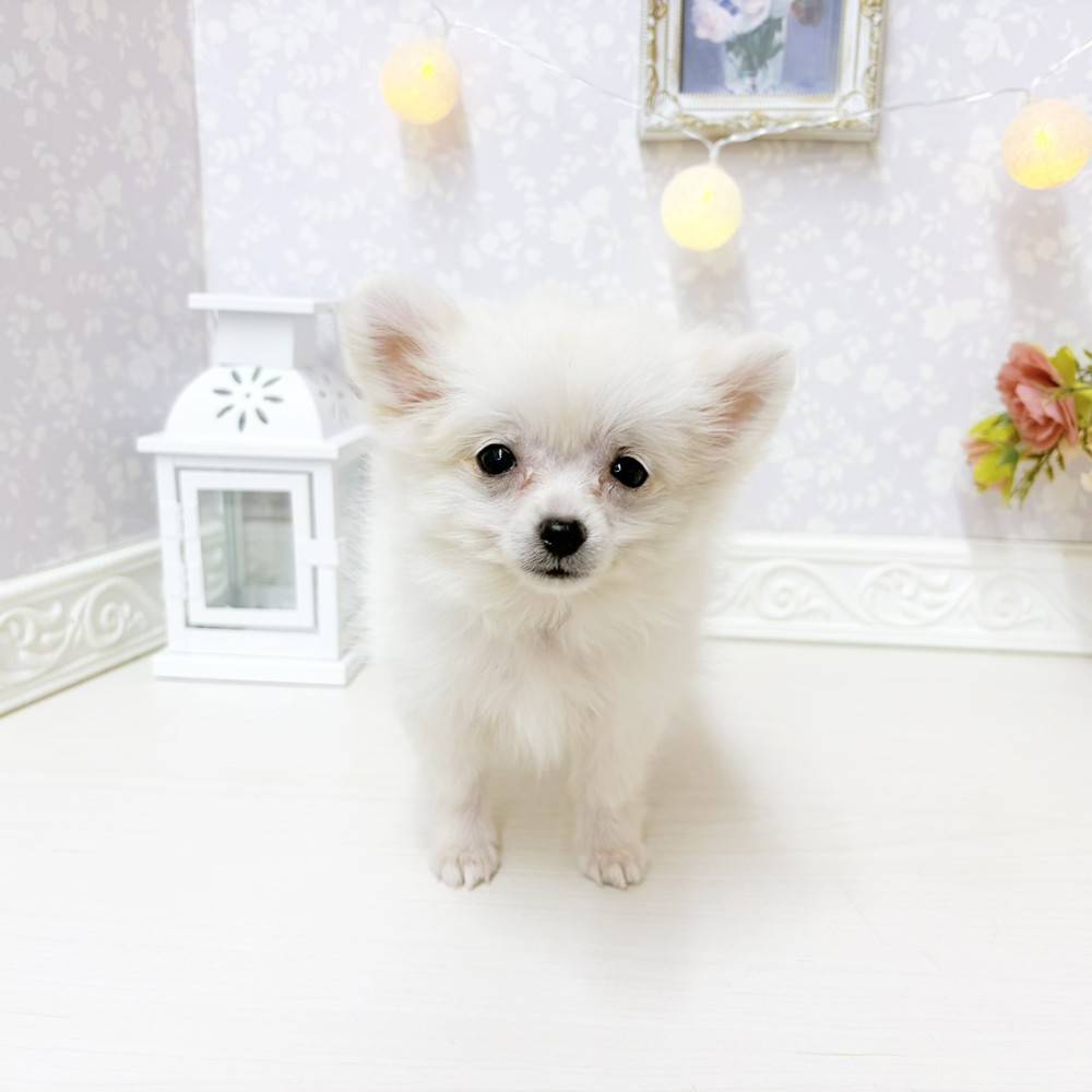 富山県のポメチワ/チワポメ/ポメチー(ポメラニアン×チワワ) (犬の家＆猫の里アミーゴ山室店/2026年8月5日生まれ/女の子/クリーム)の子犬の2枚目の画像