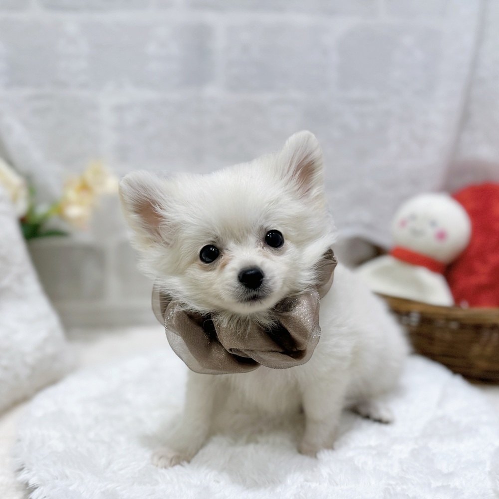 滋賀県のポメチワ/チワポメ/ポメチー(ポメラニアン×チワワ) (犬の家＆猫の里長浜店/2026年8月5日生まれ/男の子/クリーム)の子犬の2枚目の画像