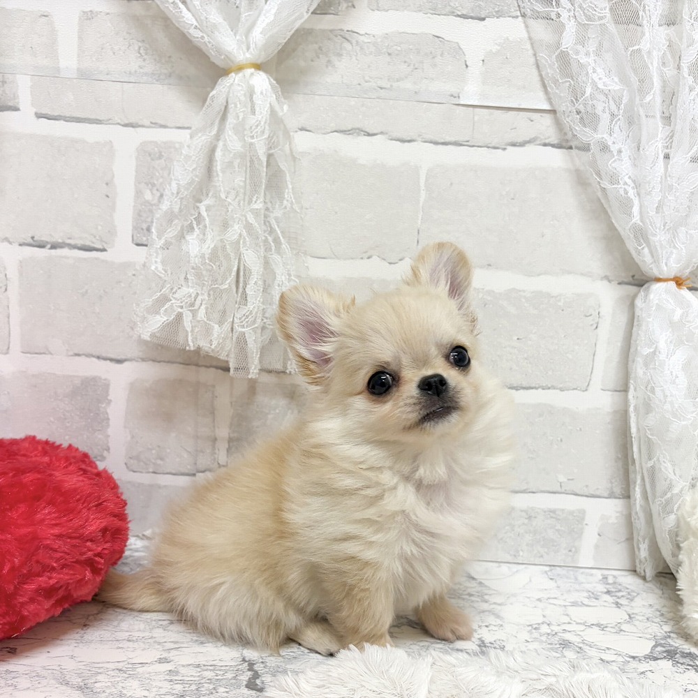 京都府のチワワ(ロング) (犬の家＆猫の里京都精華店/2026年8月7日生まれ/男の子/クリーム)の子犬の2枚目の画像