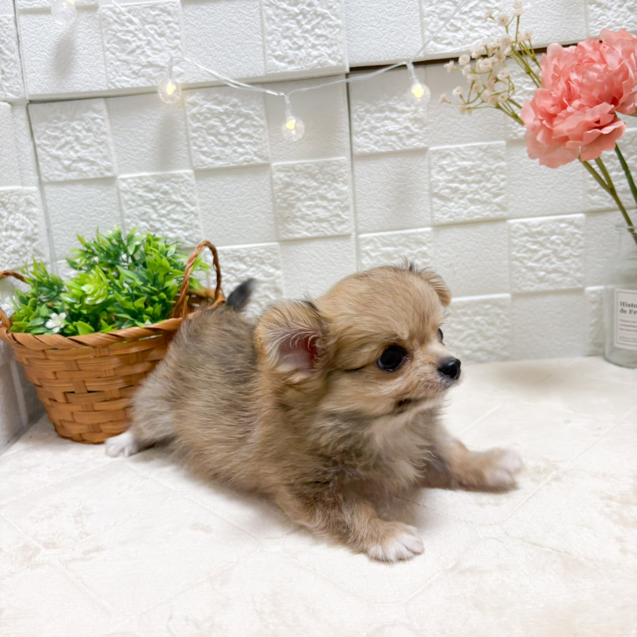 東京都のチワワ(ロング) (犬の家＆猫の里ペットフォレスト小平店/2026年8月7日生まれ/男の子/レッド)の子犬の2枚目の画像