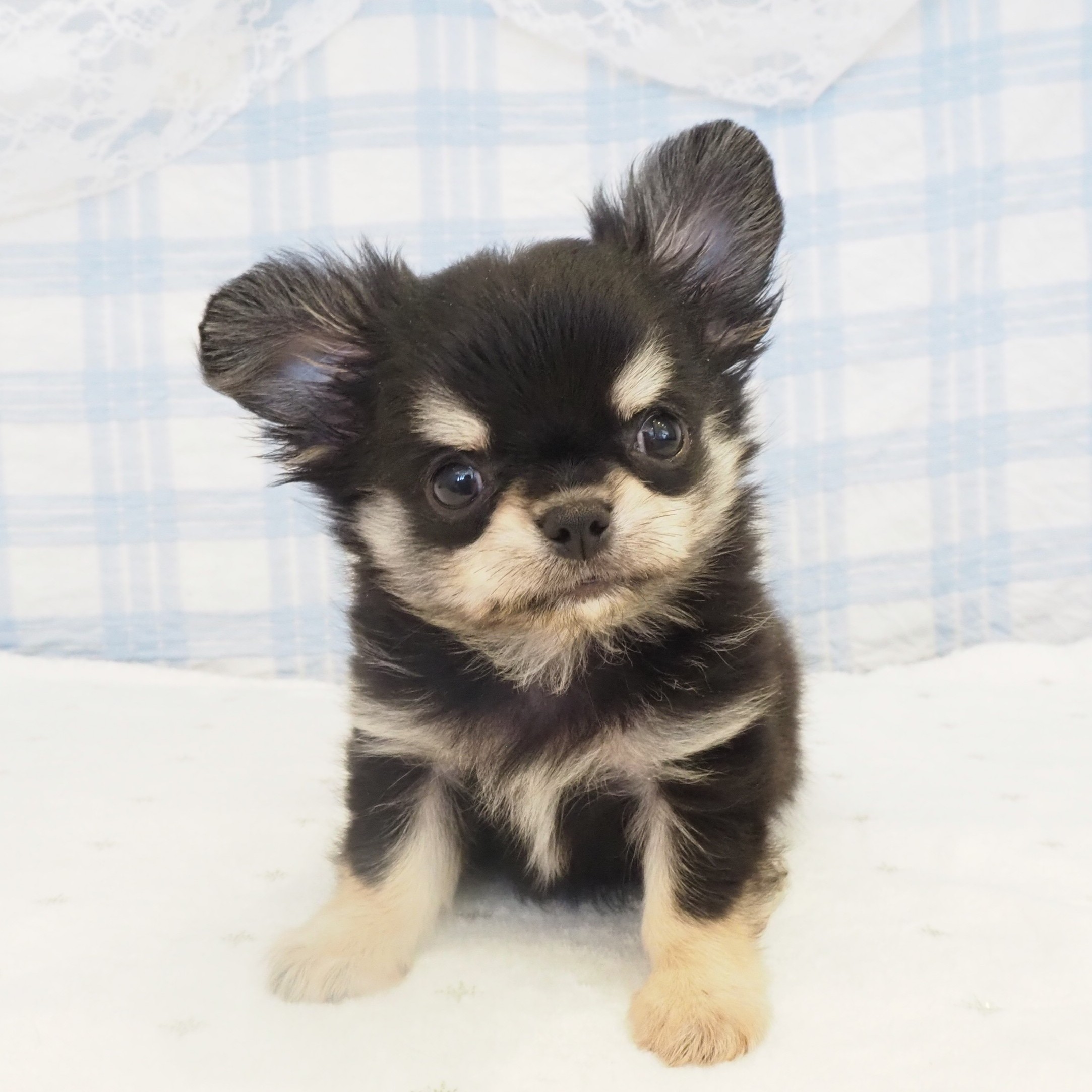 大阪府のチワワ(ロング) (犬の家＆猫の里もりのみやキューズモールBASE店/2026年8月7日生まれ/男の子/ブラッククリーム)の子犬の2枚目の画像