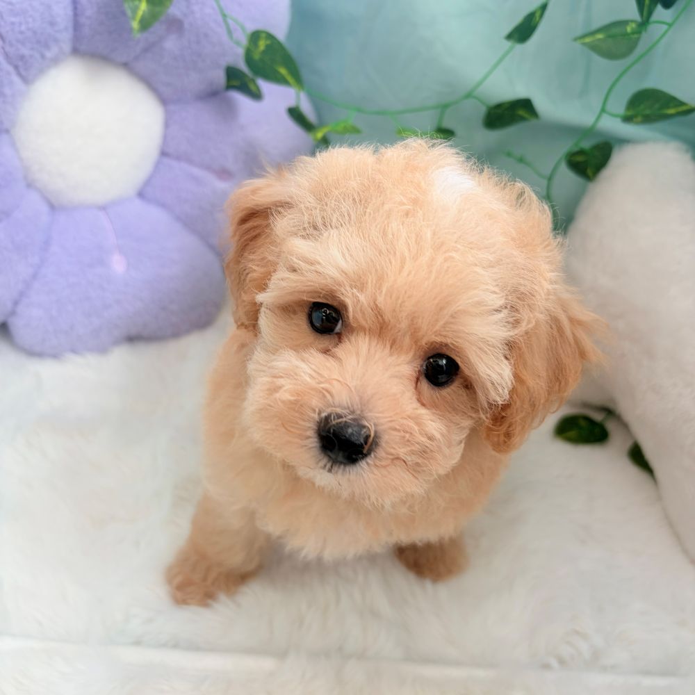 愛知県のマルプー(マルチーズ×プードル) (犬の家＆猫の里愛知刈谷店/2026年8月8日生まれ/女の子/アプリコットホワイト)の子犬の2枚目の画像