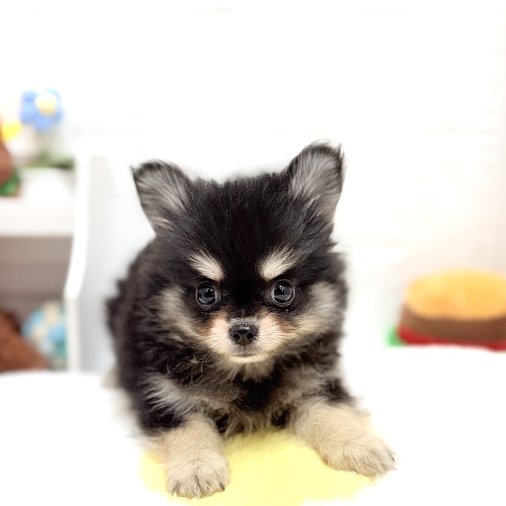 愛知県のポメチワ/チワポメ/ポメチー(ポメラニアン×チワワ) (犬の家＆猫の里豊川インター店/2026年8月7日生まれ/男の子/ブラッククリーム)の子犬の2枚目の画像
