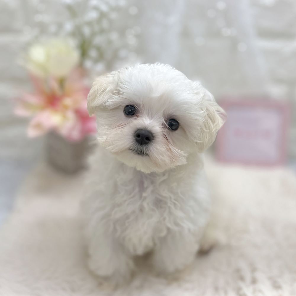福井県のマルチーズ (犬の家＆猫の里アミーゴ福井大和田店/2026年8月9日生まれ/女の子/ホワイト)の子犬の2枚目の画像
