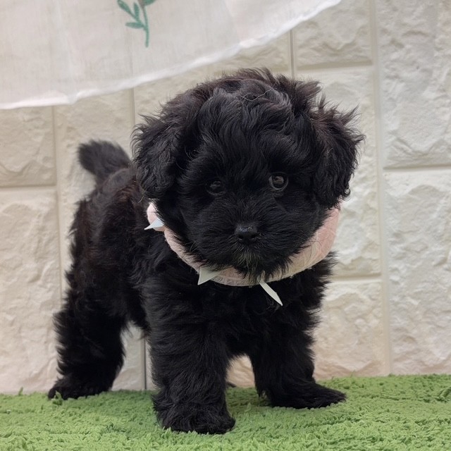 岡山県のポメプー(ポメラニアン×プードル) (犬の家＆猫の里倉敷店/2026年8月7日生まれ/女の子/ブラック)の子犬の1枚目の画像