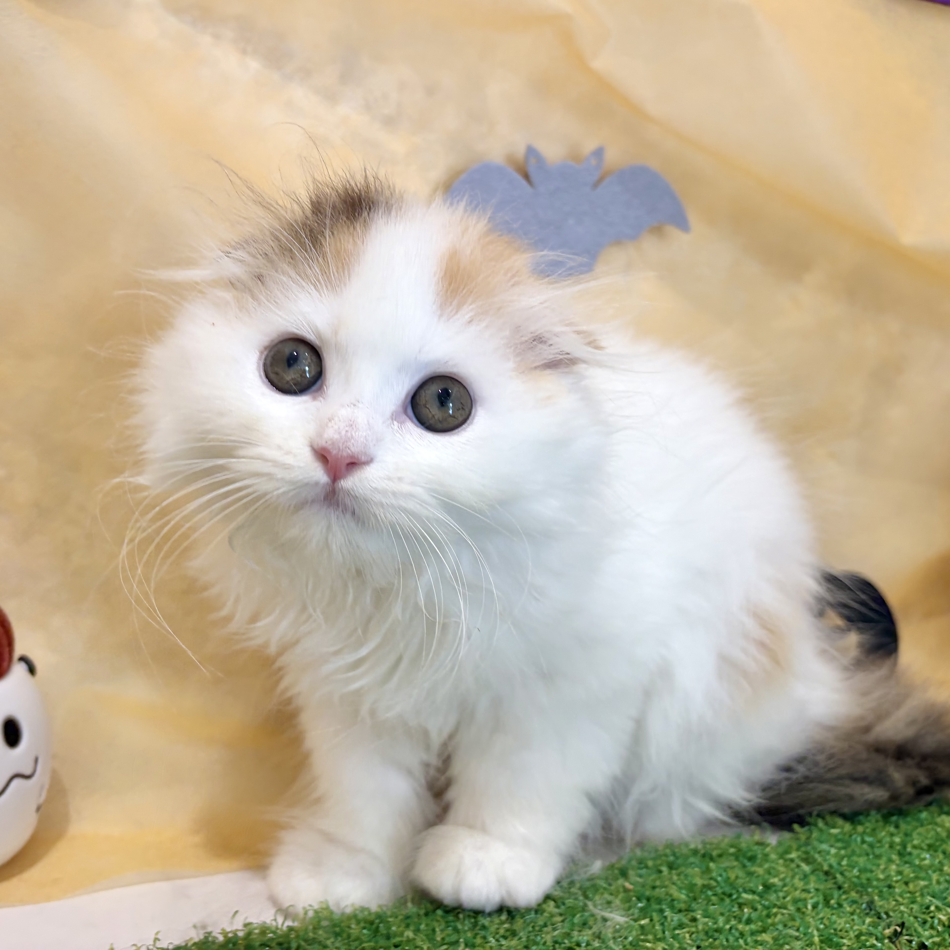 福岡県のスコティッシュフォールド (犬の家＆猫の里くりえいと宗像店/2026年8月8日生まれ/女の子/ブラウンパッチドタビーホワイト)の子猫の1枚目の画像