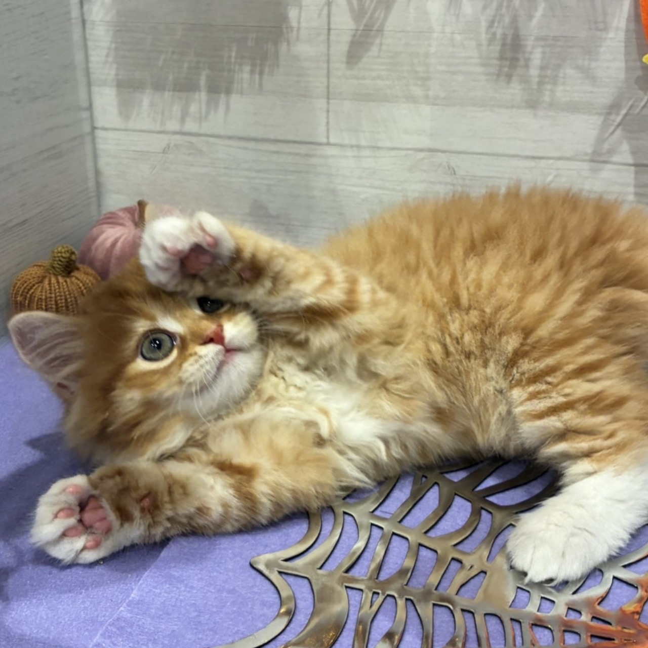 岡山県のスコティッシュストレート (犬の家＆猫の里天満屋ハピーズ西大寺モール店/2026年8月9日生まれ/男の子/レッドタビーホワイト)の子猫の2枚目の画像
