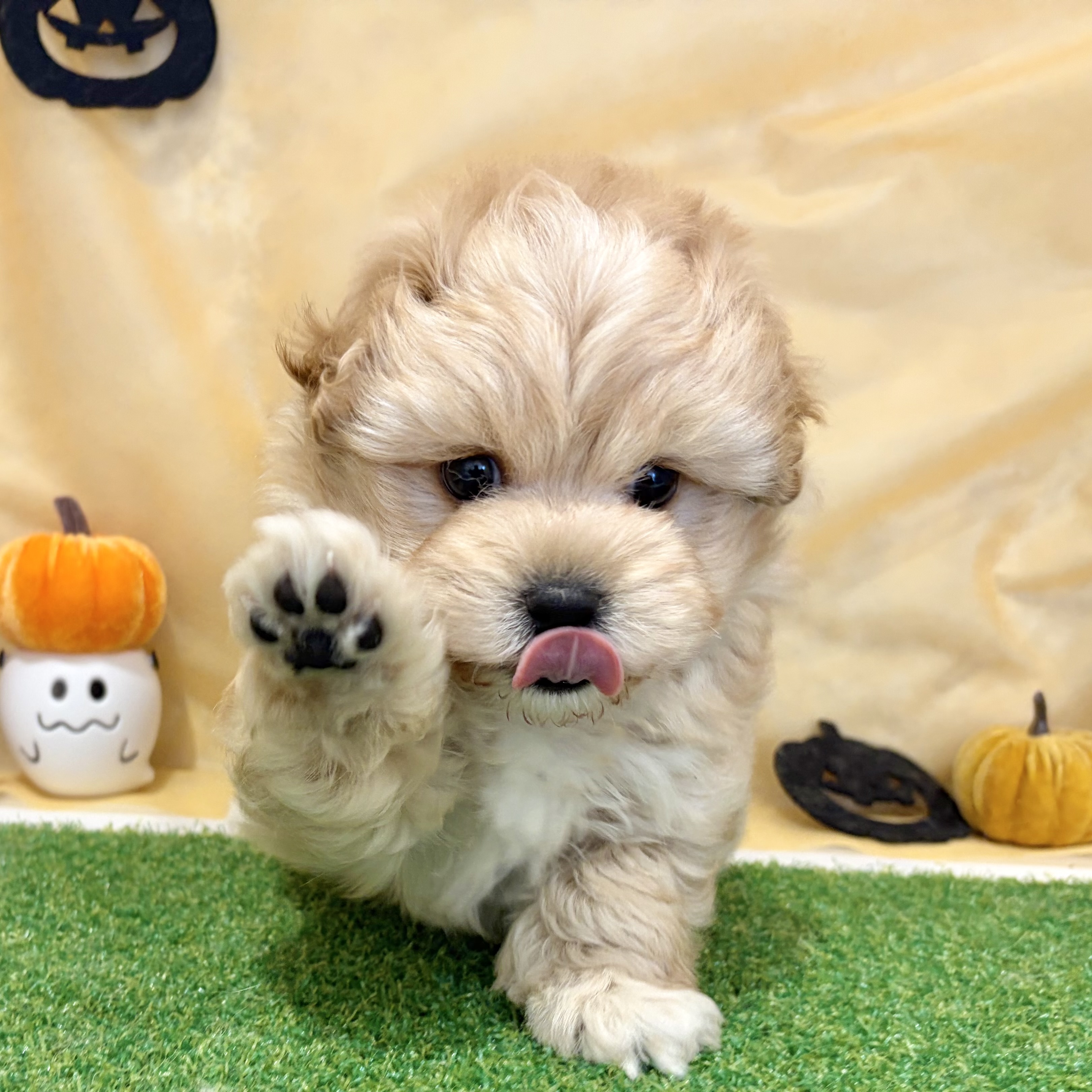 福岡県のマルプー(マルチーズ×プードル) (犬の家＆猫の里くりえいと宗像店/2026年8月7日生まれ/男の子/アプリコット)の子犬の2枚目の画像