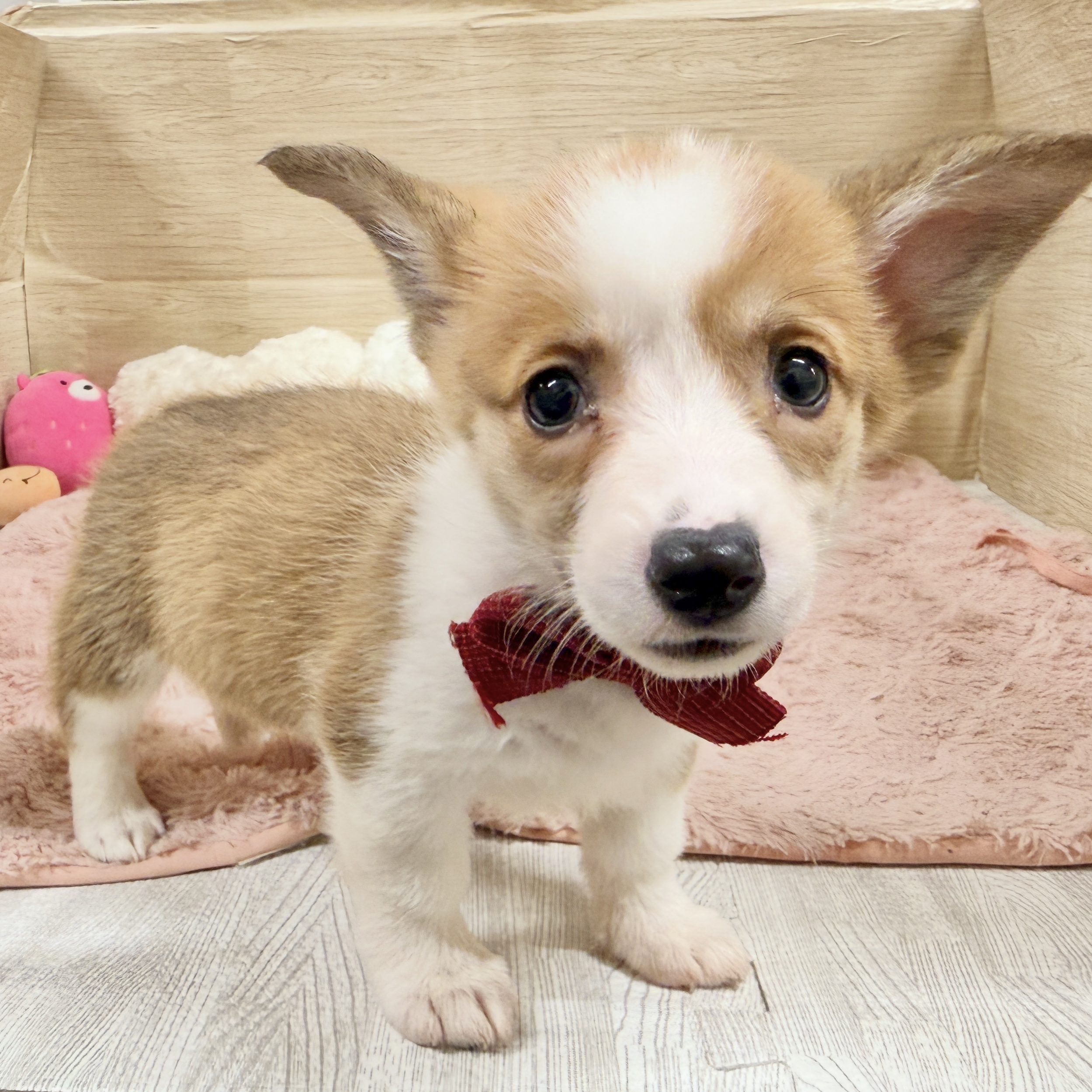大阪府のウェルシュコーギーペンブローク (犬の家＆猫の里そよら東岸和田店/2026年8月9日生まれ/女の子/セーブルホワイト)の子犬の2枚目の画像