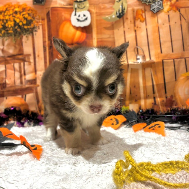 福岡県のチワワ(ロング) (犬の家＆猫の里トリアス久山店/2026年8月9日生まれ/男の子/チョコレートホワイトタン)の子犬の1枚目の画像