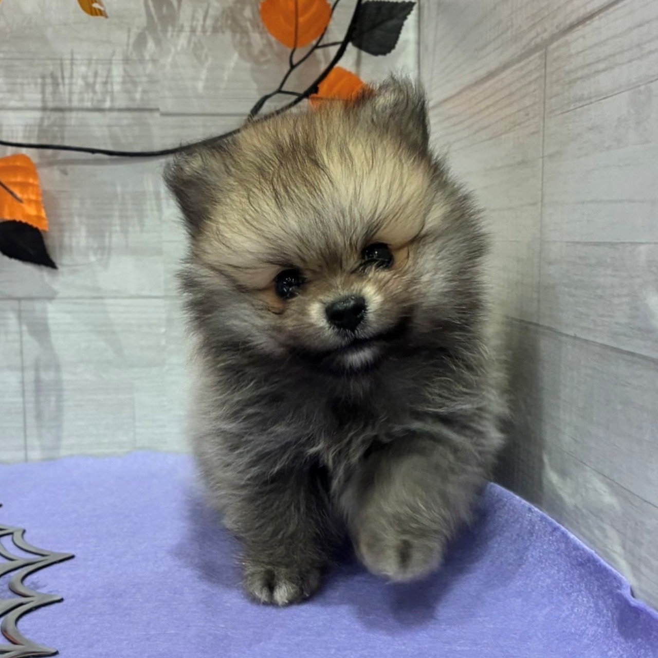 岡山県のポメラニアン (犬の家＆猫の里天満屋ハピーズ西大寺モール店/2026年8月6日生まれ/男の子/ウルフセーブル)の子犬の1枚目の画像