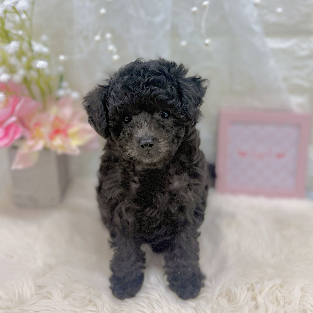 福井県のトイプードル(タイニー) (犬の家＆猫の里アミーゴ福井大和田店/2026年8月1日生まれ/女の子/グレー)の子犬の1枚目の画像