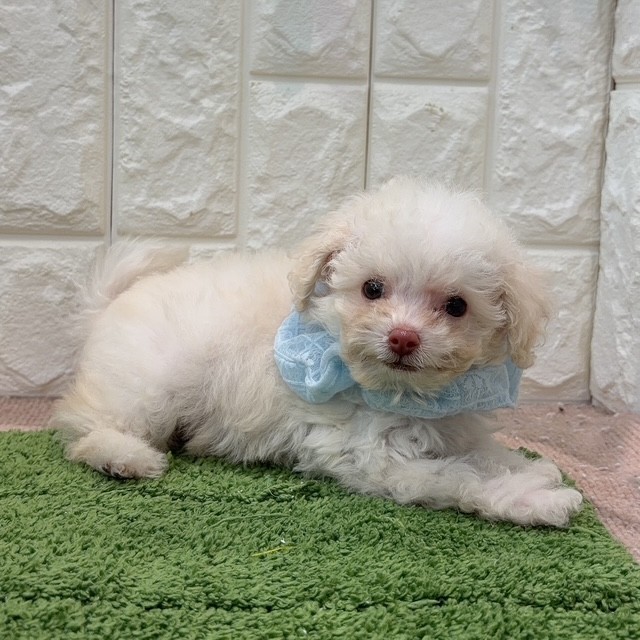 岡山県のトイプードル(タイニー) (犬の家＆猫の里倉敷店/2026年8月1日生まれ/男の子/ペールフォーン)の子犬の2枚目の画像