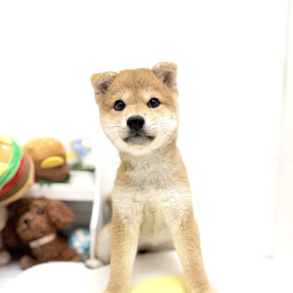 愛知県の柴犬(標準サイズ) (犬の家＆猫の里豊川インター店/2026年8月7日生まれ/女の子/赤)の子犬の1枚目の画像