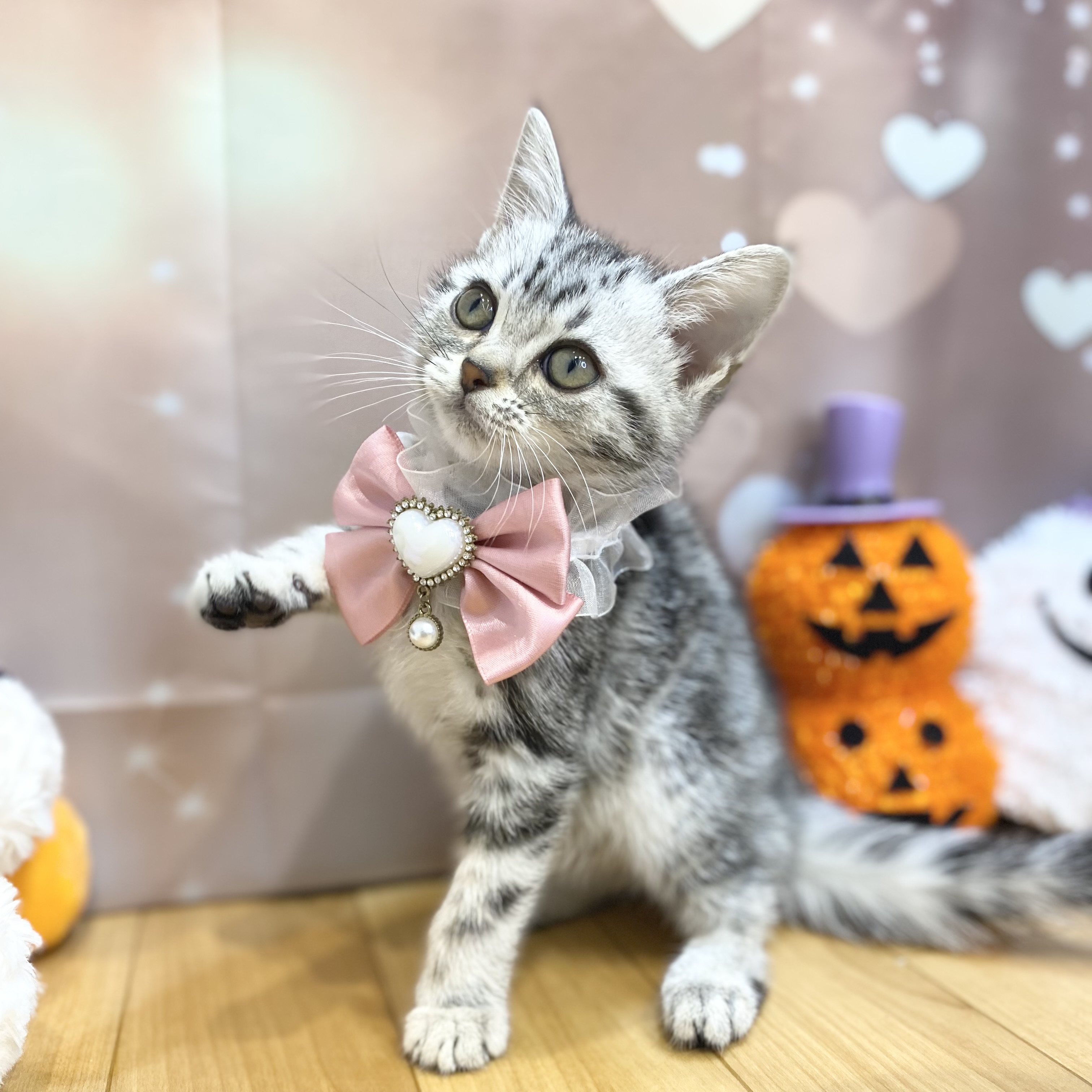 長野県のアメリカンショートヘアー (犬の家＆猫の里カインズ梓川店/2026年8月8日生まれ/女の子/シルバータビー)の子猫の2枚目の画像