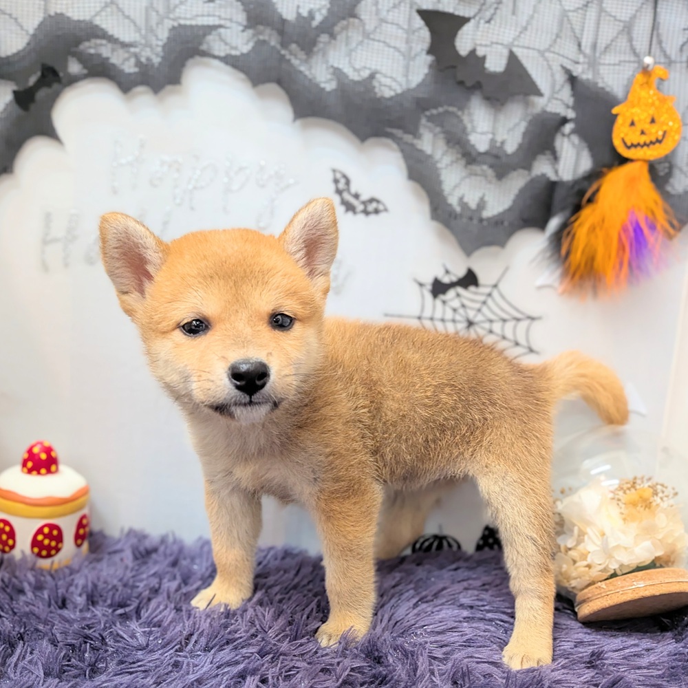 静岡県の柴犬(標準サイズ) (犬の家＆猫の里プレ葉ウォーク浜北店/2026年8月9日生まれ/女の子/赤)の子犬の2枚目の画像