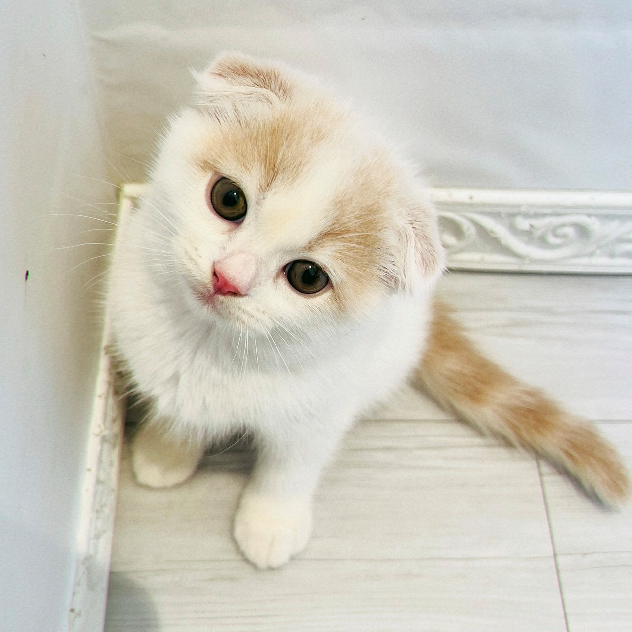 愛知県のスコティッシュフォールド (犬の家＆猫の里春日井本店/2026年8月9日生まれ/男の子/クリームタビーホワイトバン)の子猫の2枚目の画像