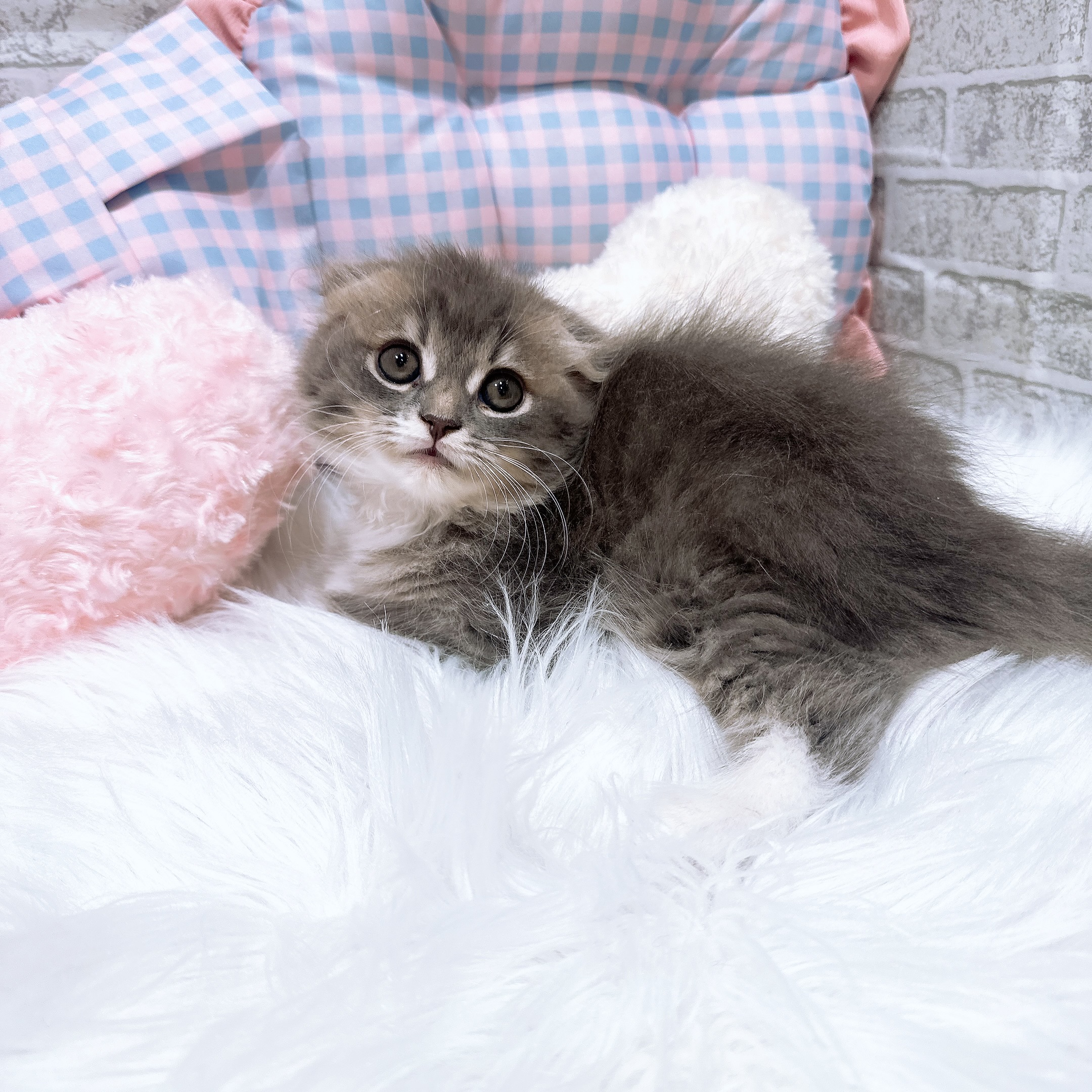 神奈川県のスコティッシュフォールド (犬の家＆猫の里元住吉ブレーメン通り店/2026年8月8日生まれ/女の子/ブルータビーホワイト)の子猫の2枚目の画像