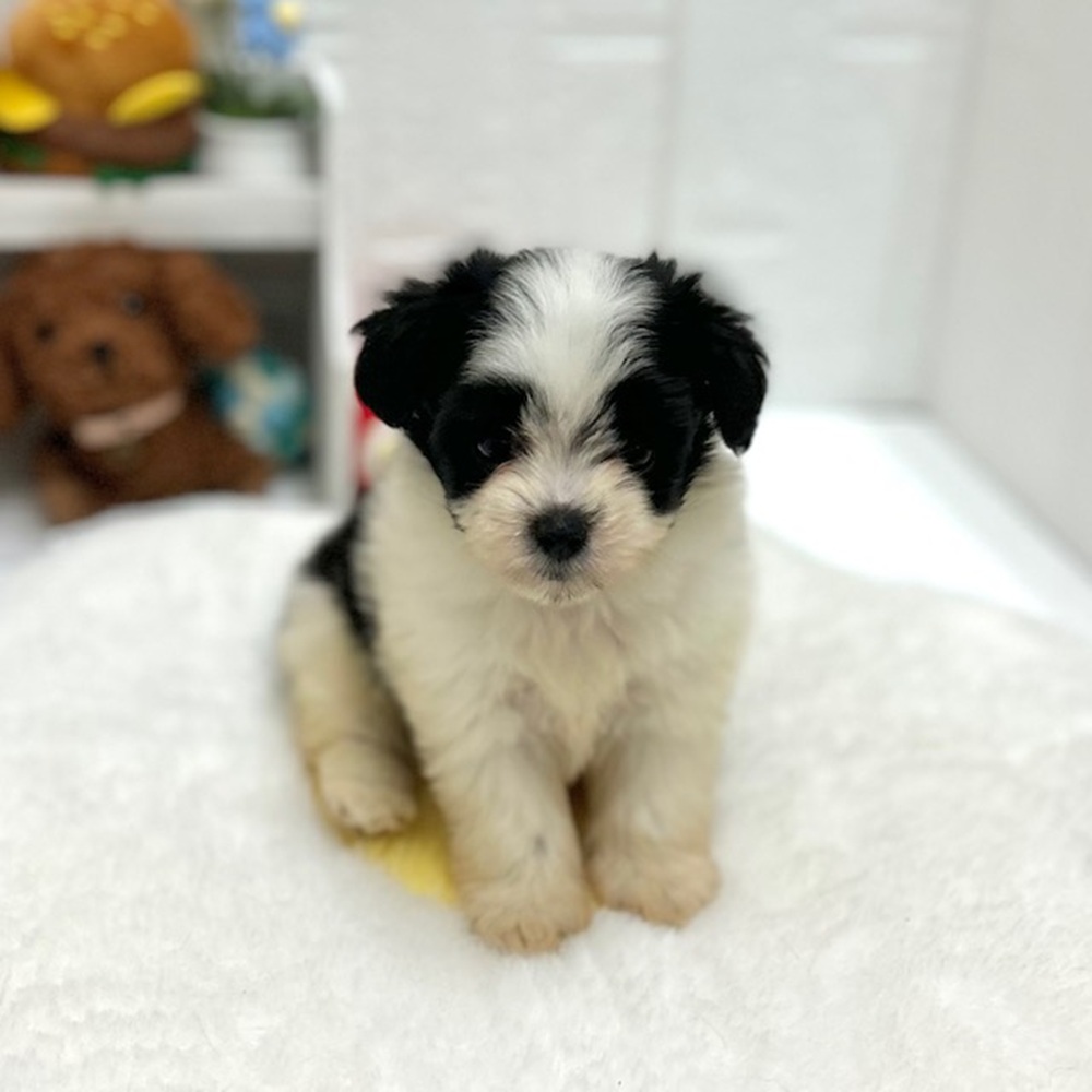 愛知県のハーフ犬・ミックス犬 (犬の家＆猫の里豊川インター店/2026年8月9日生まれ/男の子/ブラックホワイト)の子犬の2枚目の画像