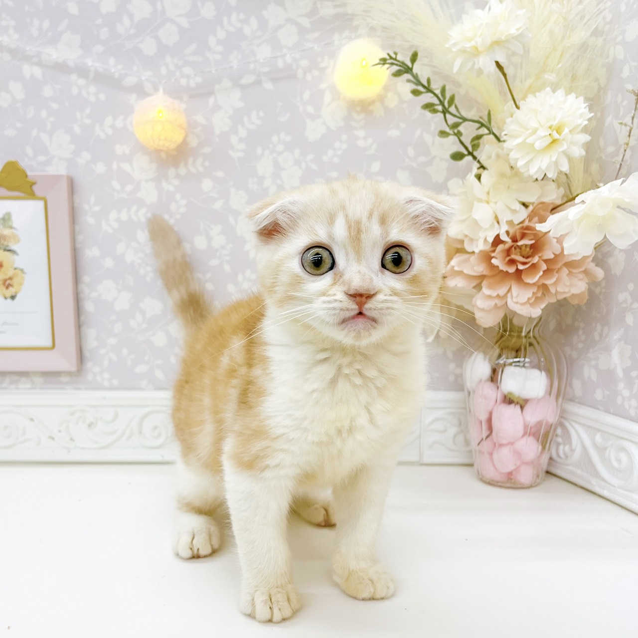 富山県のスコティッシュフォールド (犬の家＆猫の里富山店/2026年8月8日生まれ/男の子/クリームタビーホワイト)の子猫の1枚目の画像