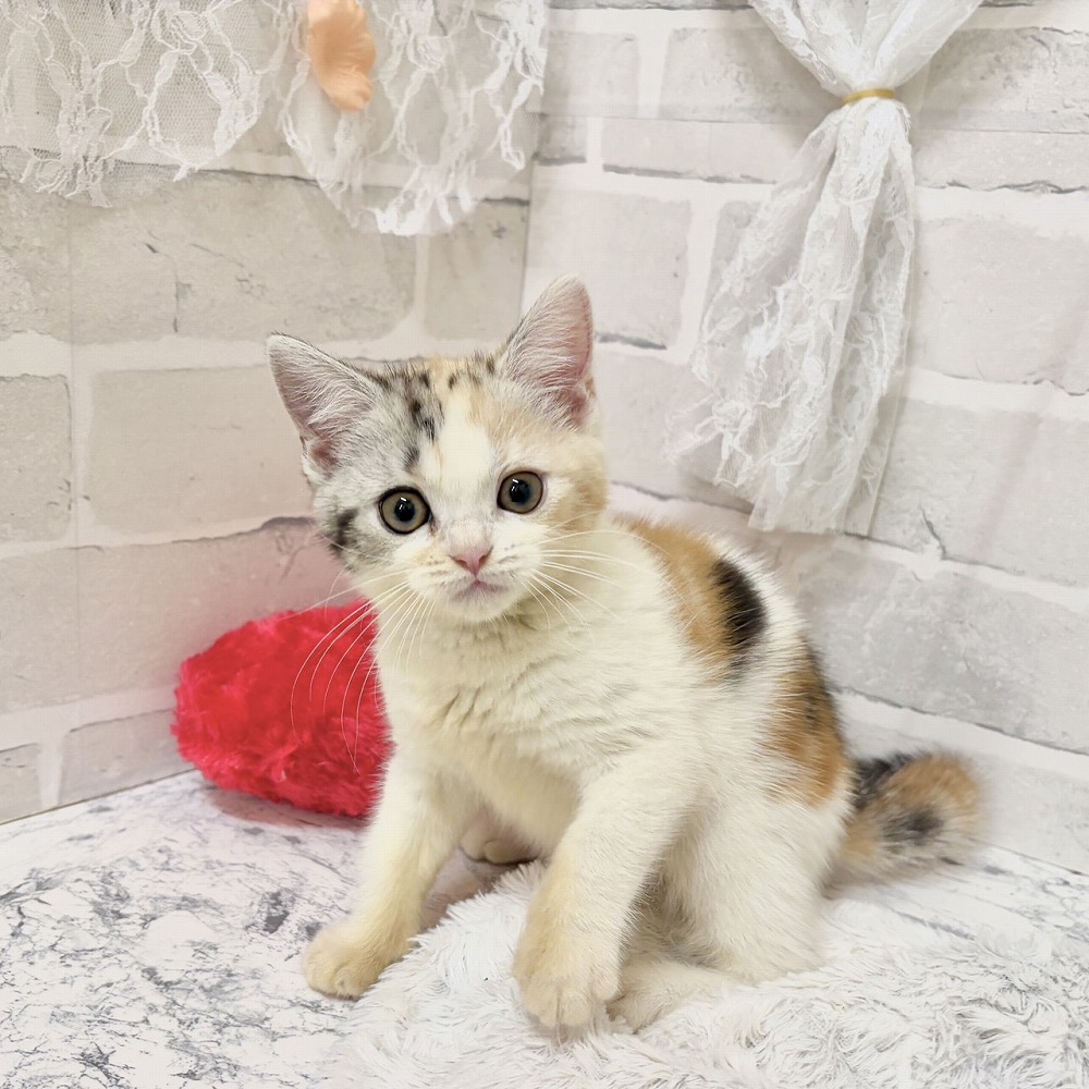 京都府のスコティッシュストレート (犬の家＆猫の里京都精華店/2026年8月8日生まれ/女の子/ブラウンパッチドタビーホワイト)の子猫の2枚目の画像