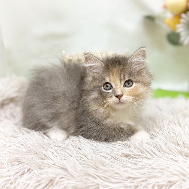 静岡県のサイベリアン (犬の家＆猫の里藤枝店/2026年8月3日生まれ/女の子/ブルーパッチドタビーホワイト)の子猫の2枚目の画像