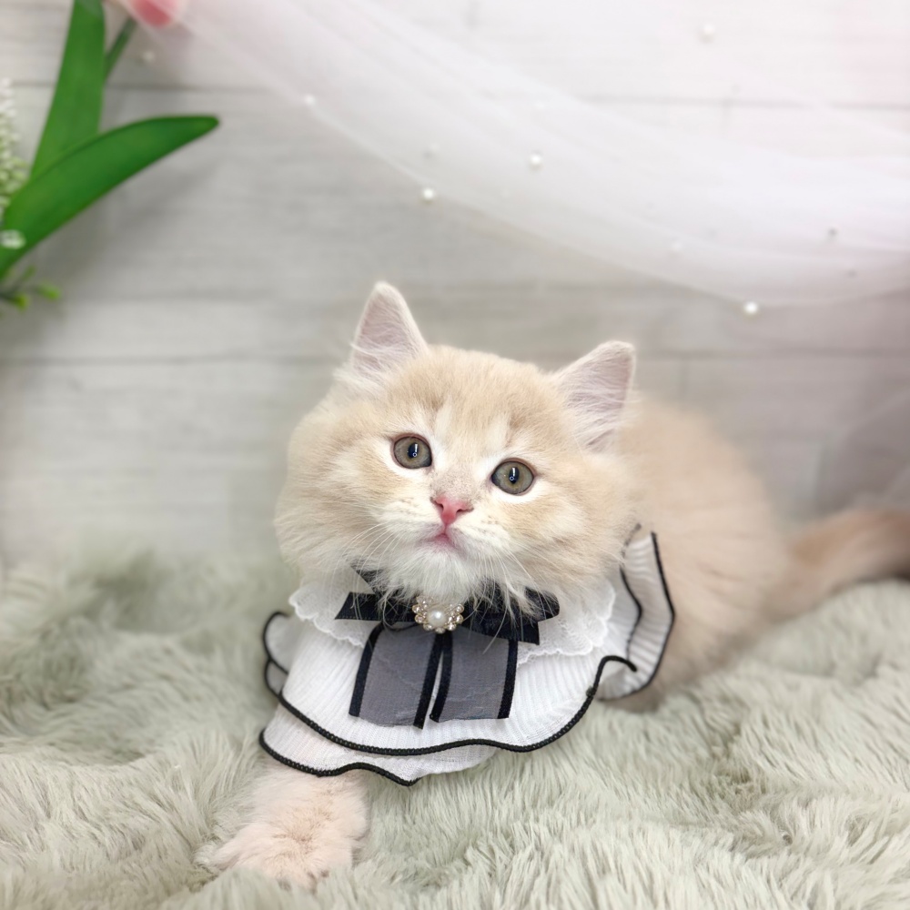 神奈川県のミヌエット (犬の家＆猫の里相模原店/2026年8月9日生まれ/男の子/クリームタビー)の子猫の2枚目の画像