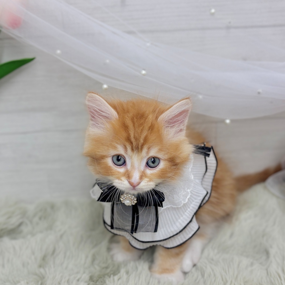 神奈川県のサイベリアン (犬の家＆猫の里相模原店/2026年8月8日生まれ/男の子/レッドタビーホワイト)の子猫の2枚目の画像