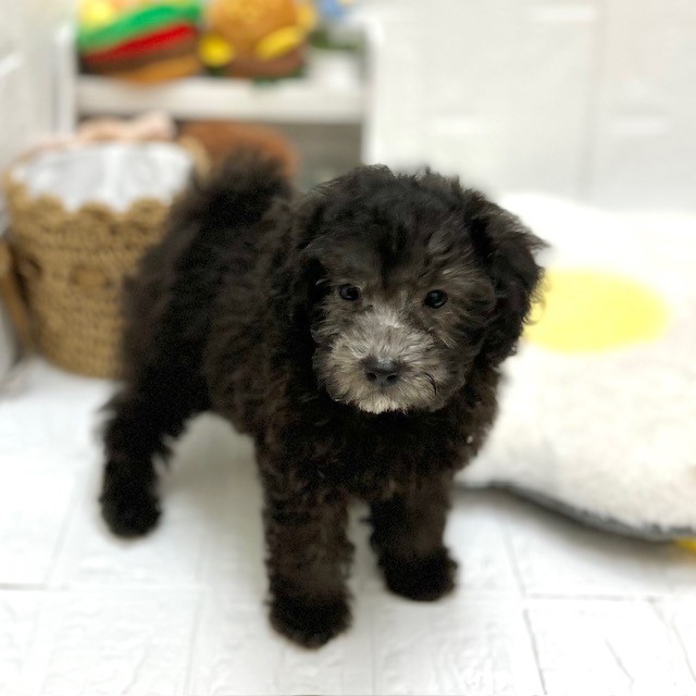 愛知県のトイプードル(トイ) (犬の家＆猫の里豊川インター店/2026年8月9日生まれ/男の子/シルバー)の子犬の2枚目の画像