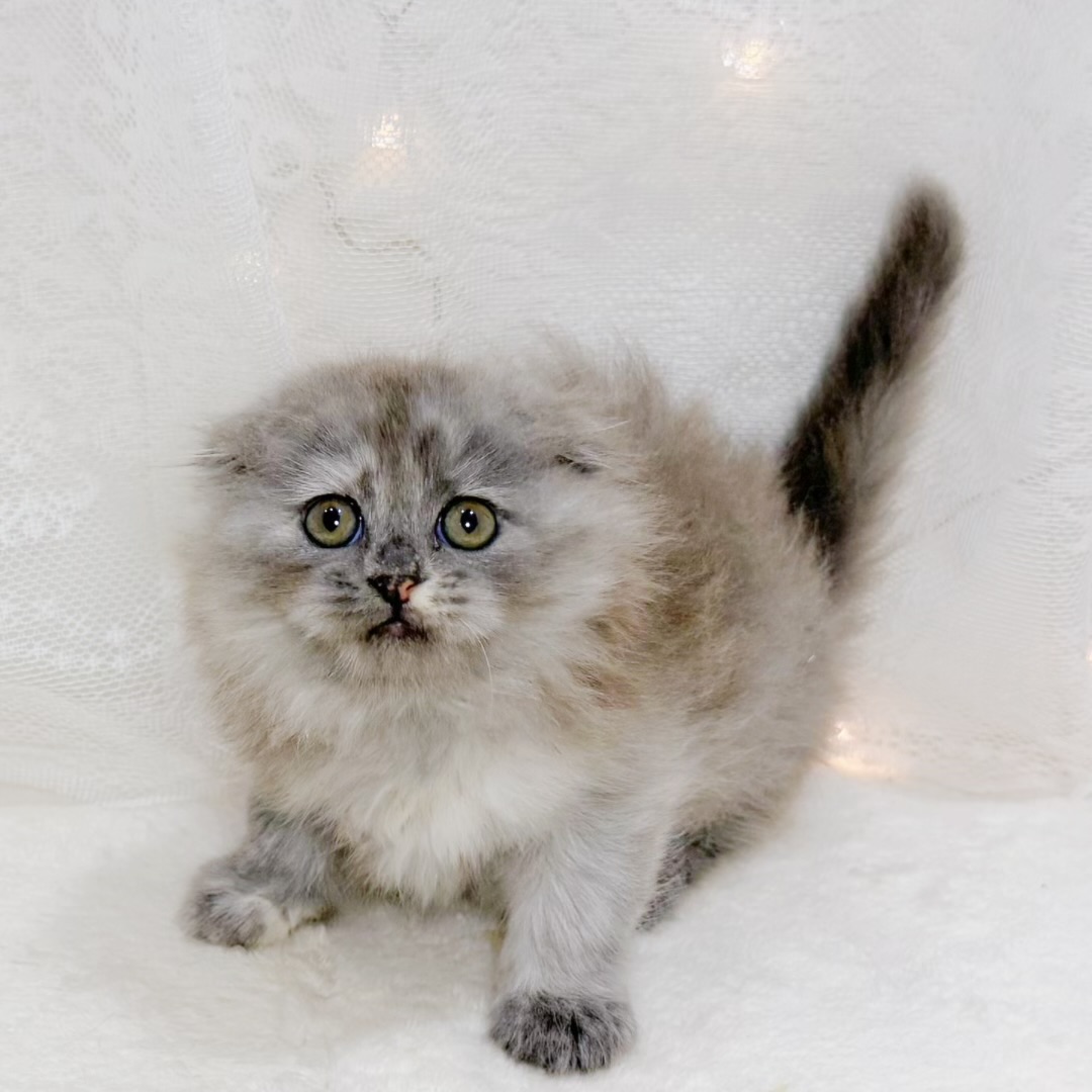 千葉県のスコティッシュフォールド (犬の家＆猫の里BIGHOPガーデンモール印西店/2026年8月8日生まれ/女の子/トーティーシェルスモーク)の子猫の2枚目の画像