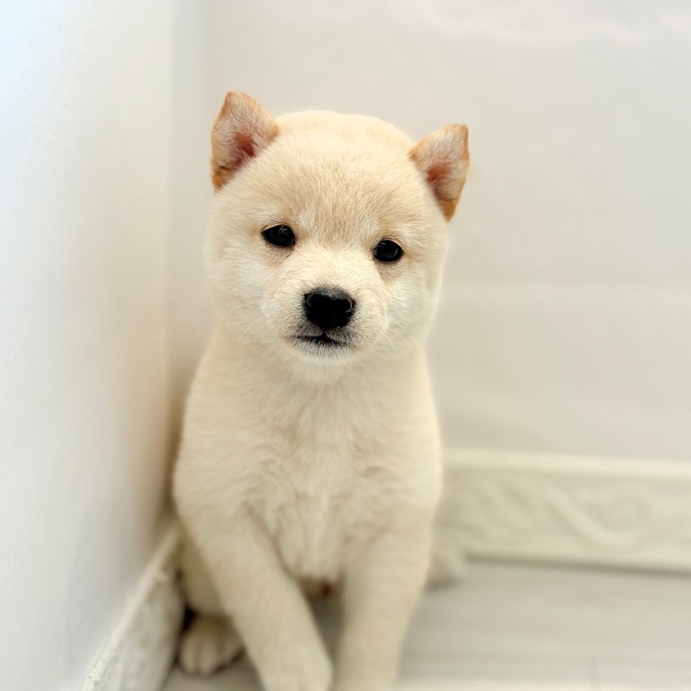 愛知県の柴犬(標準サイズ) (犬の家＆猫の里春日井本店/2026年8月10日生まれ/男の子/白)の子犬の1枚目の画像
