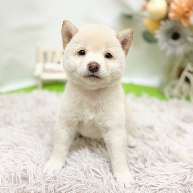 静岡県の柴犬(標準サイズ) (犬の家＆猫の里藤枝店/2026年8月10日生まれ/女の子/白)の子犬の1枚目の画像
