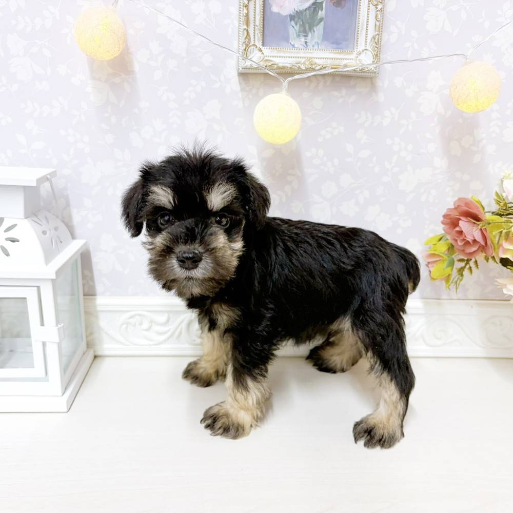 富山県のミニチュアシュナウザー (犬の家＆猫の里アミーゴ山室店/2026年8月11日生まれ/男の子/ブラックシルバー)の子犬の2枚目の画像