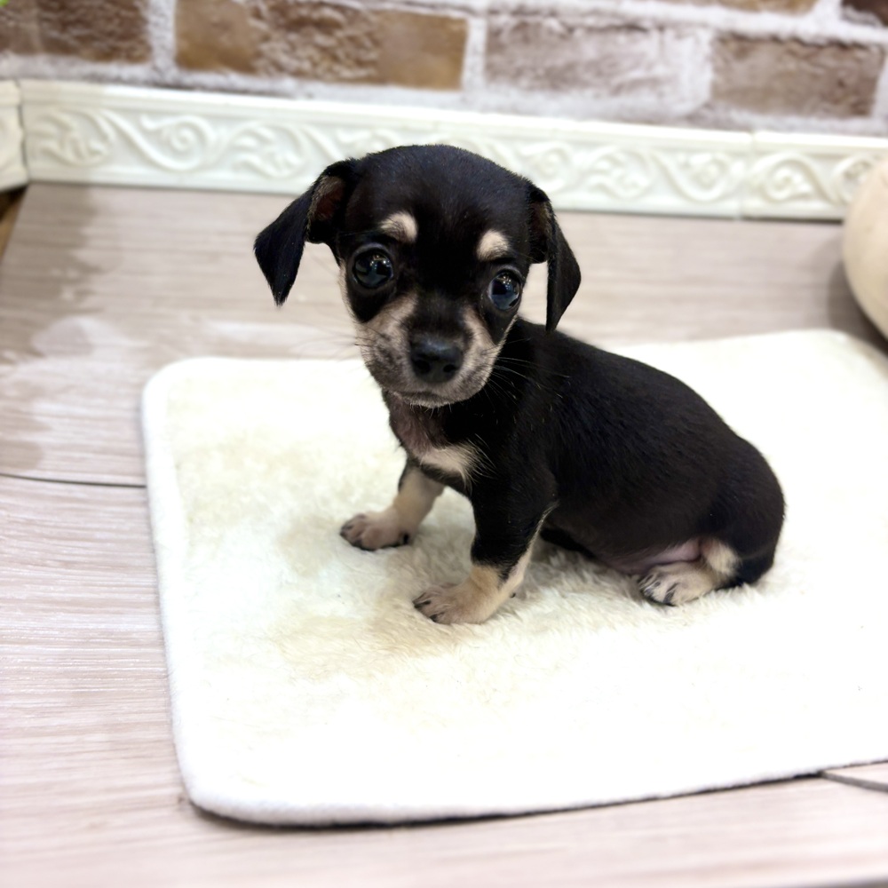 三重県のチワックス(チワワ×ダックス) (犬の家＆猫の里三重桑名店/2026年8月7日生まれ/女の子/ブラックタン)の子犬の2枚目の画像