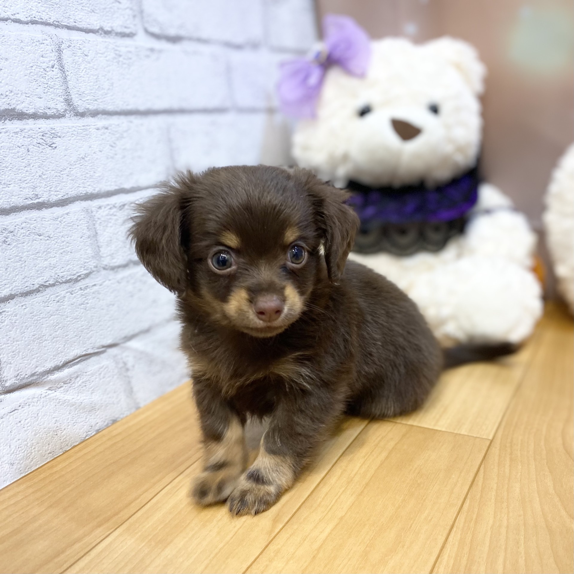 長野県のチワックス(チワワ×ダックス) (犬の家＆猫の里カインズ梓川店/2026年8月10日生まれ/男の子/チョコレートタン)の子犬の2枚目の画像