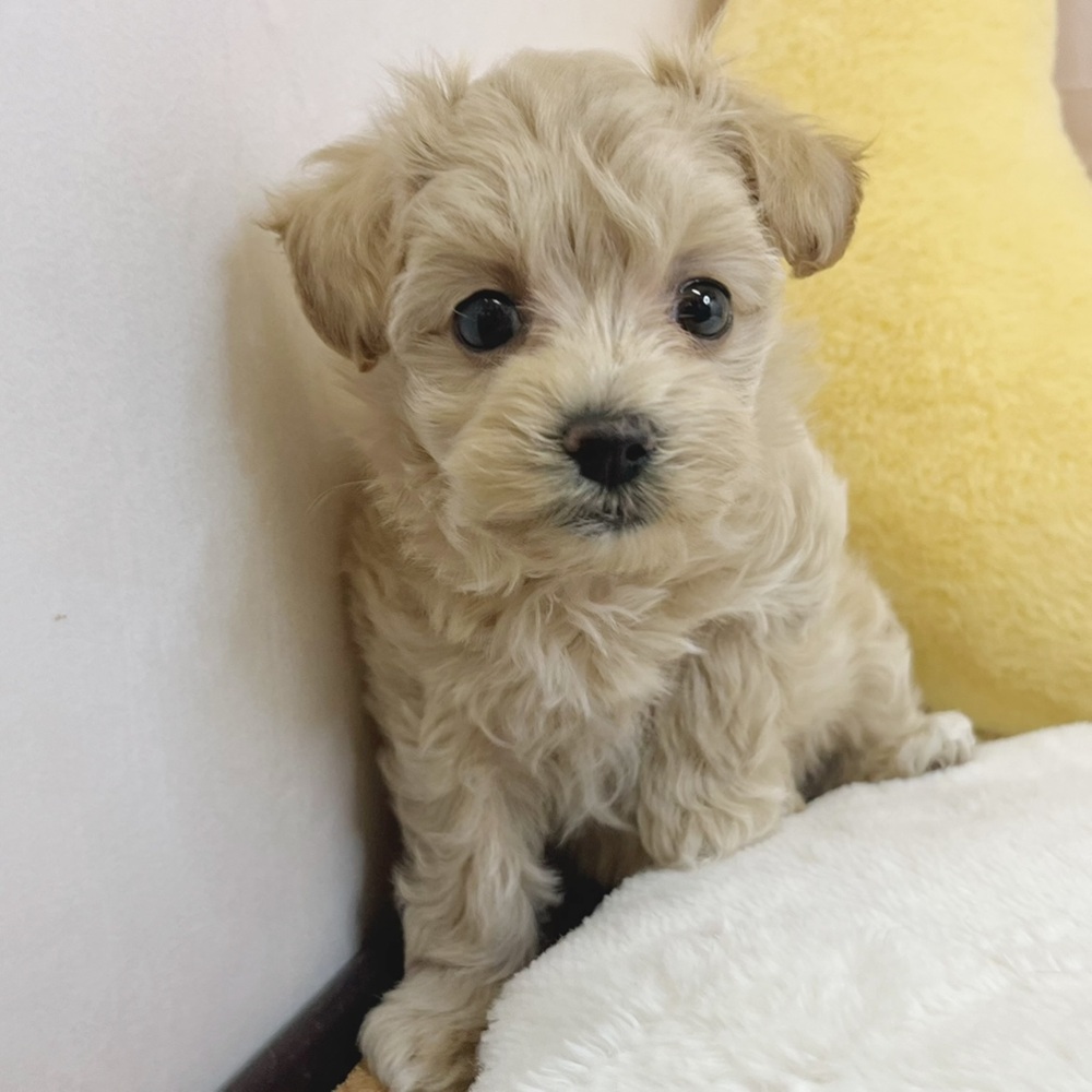 静岡県のマルプー(マルチーズ×プードル) (犬の家＆猫の里マークイズ静岡店/2026年8月10日生まれ/女の子/アプリコット)の子犬の1枚目の画像