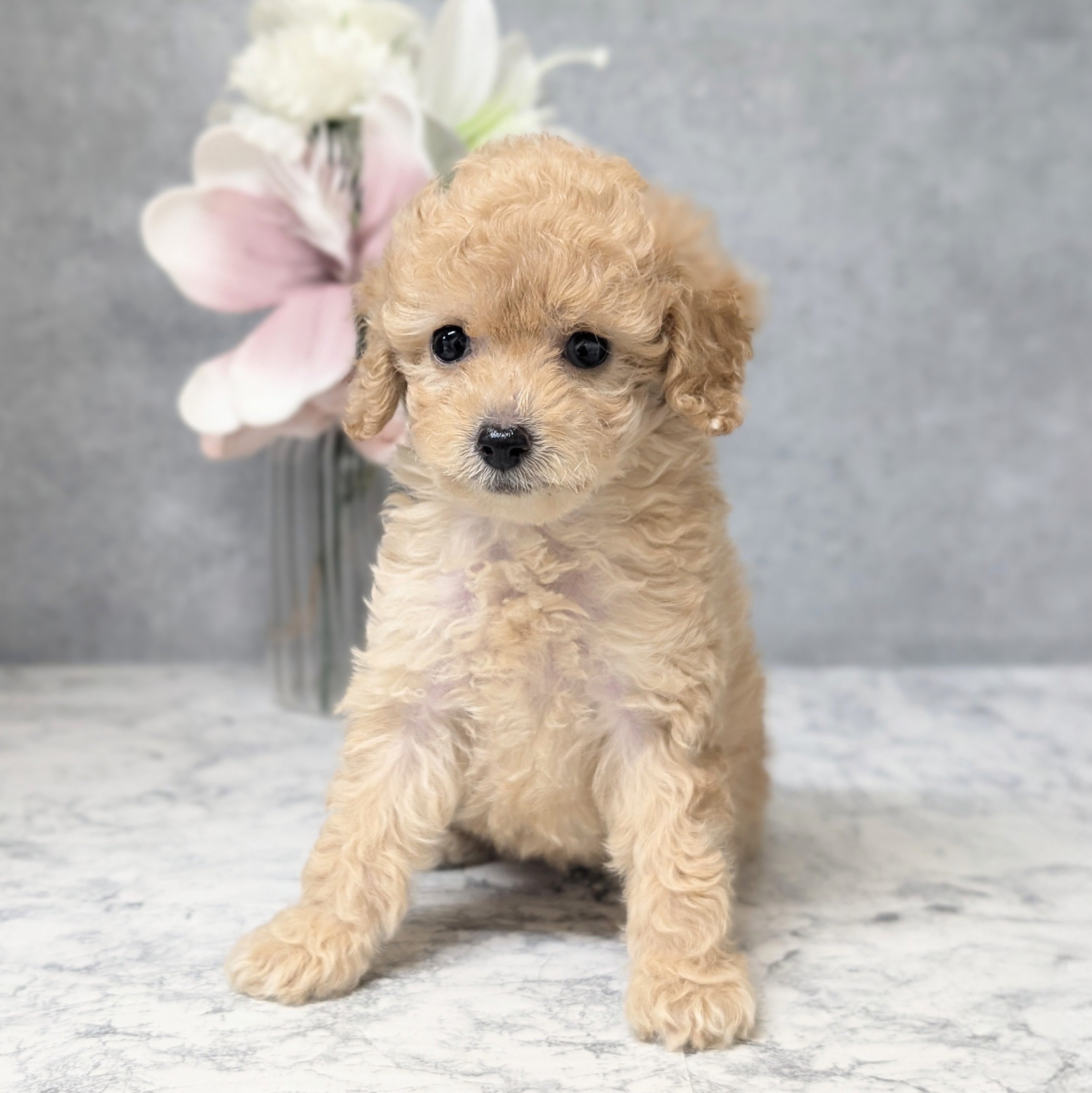 愛知県のトイプードル(タイニー) (犬の家＆猫の里安城店/2026年8月8日生まれ/女の子/アプリコット)の子犬の2枚目の画像