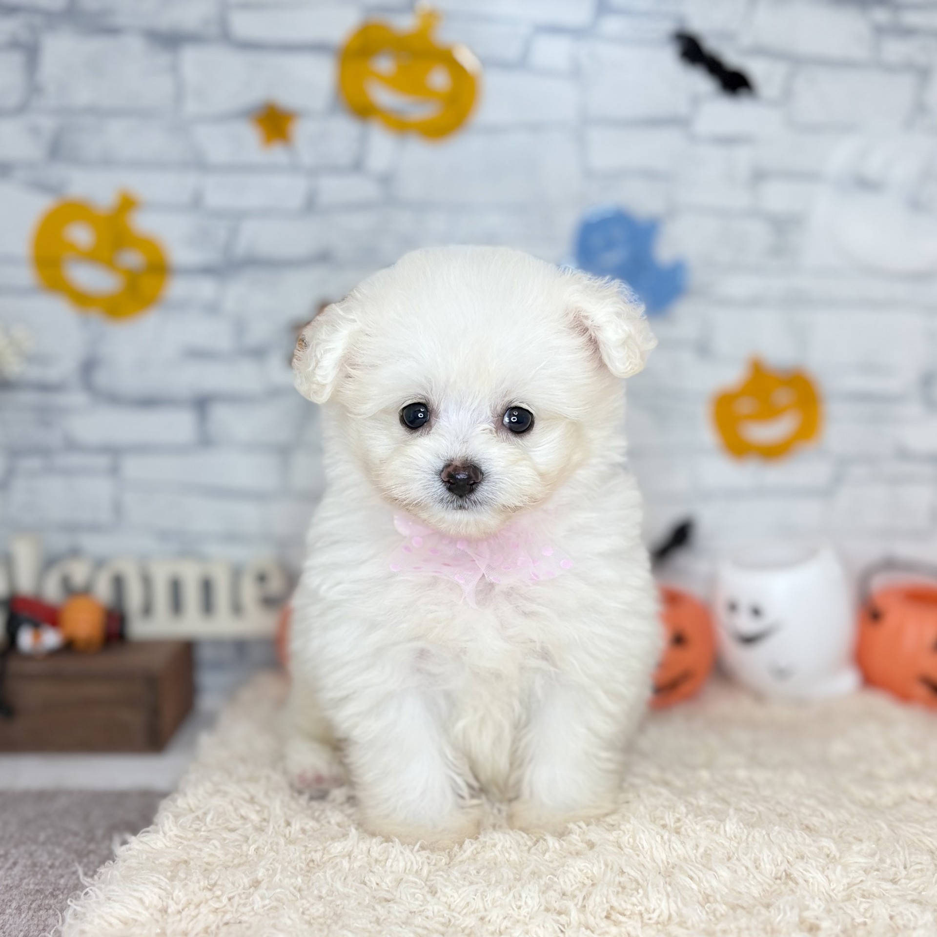 長野県のポメプー(ポメラニアン×プードル) (犬の家＆猫の里長野店/2026年8月10日生まれ/男の子/ホワイト)の子犬の1枚目の画像