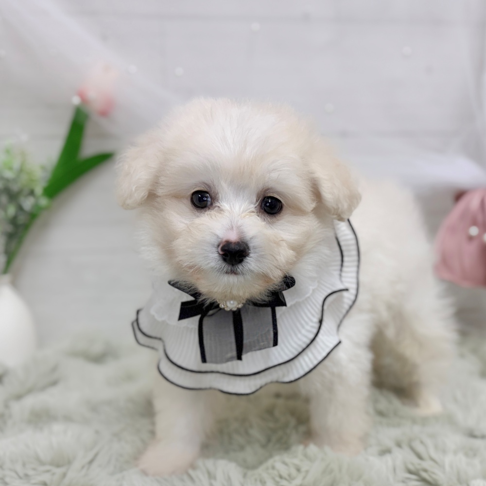 神奈川県のポメプー(ポメラニアン×プードル) (犬の家＆猫の里相模原店/2026年8月10日生まれ/男の子/ホワイト)の子犬の2枚目の画像
