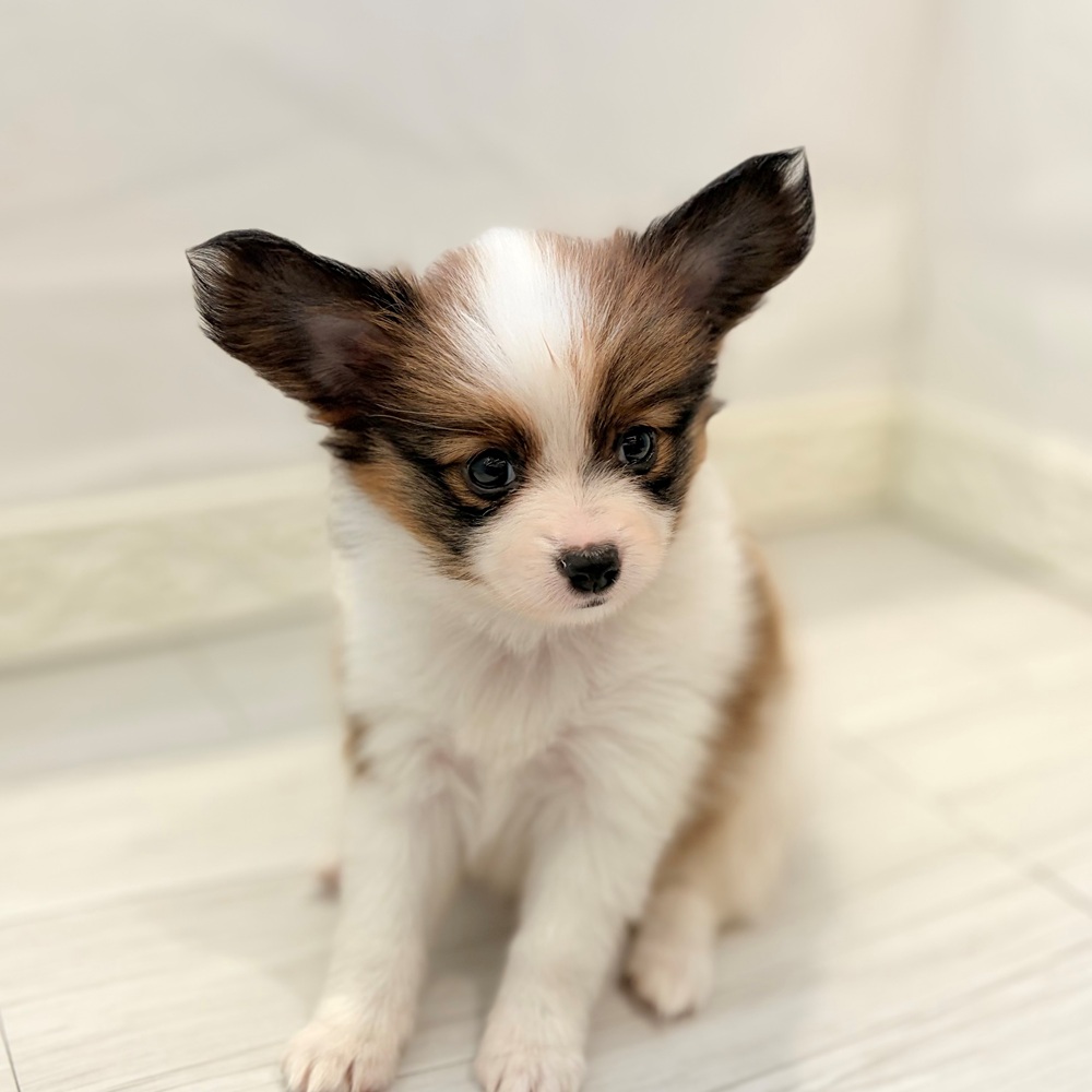 愛知県のパピヨン (犬の家＆猫の里春日井本店/2026年8月11日生まれ/女の子/ホワイトブラウン)の子犬の1枚目の画像