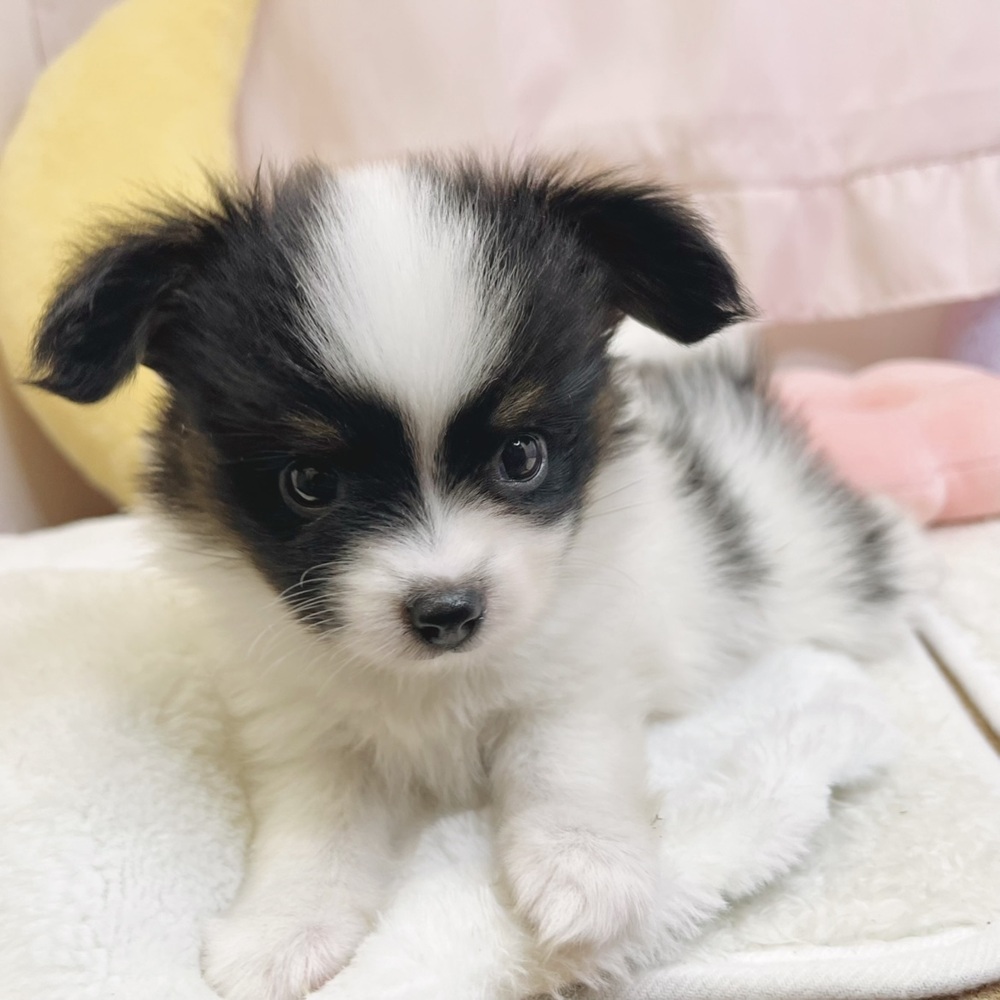 愛知県のパピヨン (犬の家＆猫の里豊田店/2026年8月11日生まれ/男の子/トライカラー)の子犬の2枚目の画像