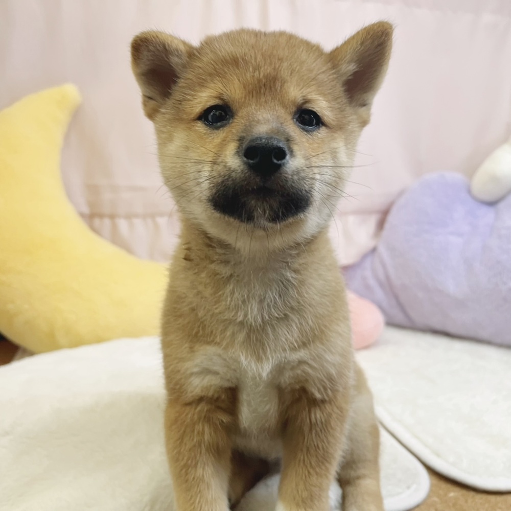 静岡県の柴犬(標準サイズ) (犬の家＆猫の里マークイズ静岡店/2026年8月10日生まれ/女の子/赤)の子犬の2枚目の画像