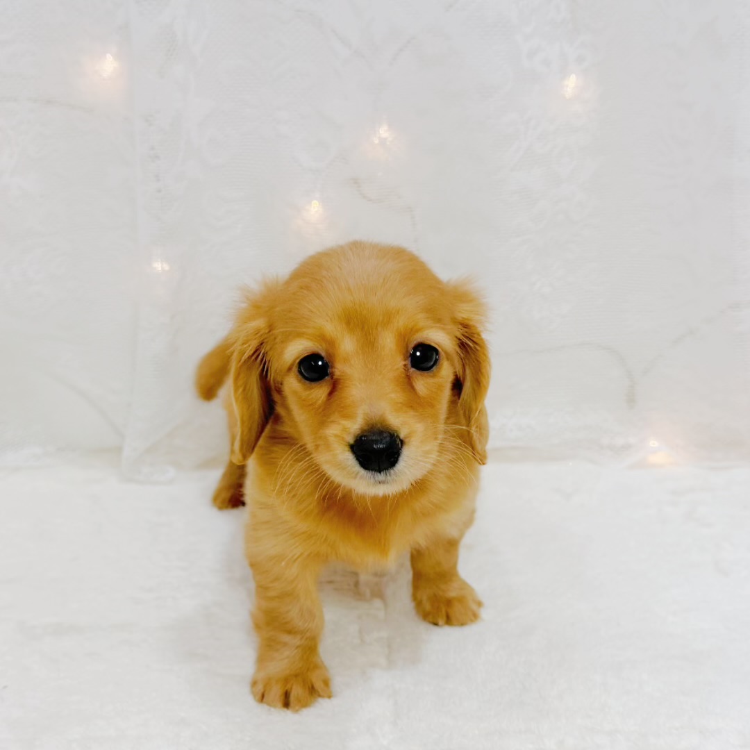 千葉県のミニチュアダックスフンド(ロング) (犬の家＆猫の里BIGHOPガーデンモール印西店/2026年8月11日生まれ/女の子/ゴールド)の子犬の2枚目の画像