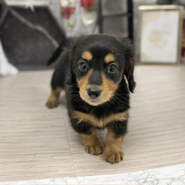 千葉県のミニチュアダックスフンド(ロング) (犬の家＆猫の里ワンズモール稲毛店/2026年8月11日生まれ/男の子/ブラックタン)の子犬の2枚目の画像