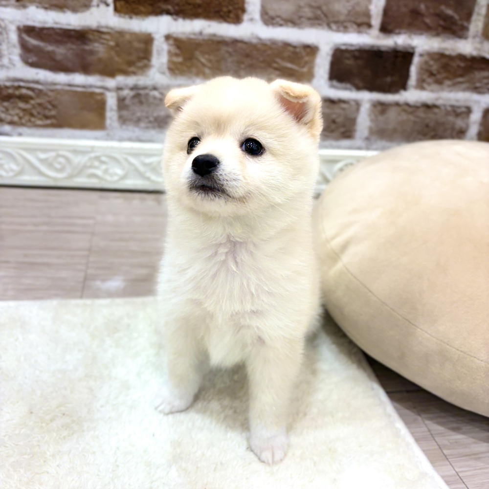 三重県のポメ柴/豆ポメ/ポメ豆柴(ポメラニアン×柴犬) (犬の家＆猫の里三重桑名店/2026年8月7日生まれ/女の子/白)の子犬の2枚目の画像