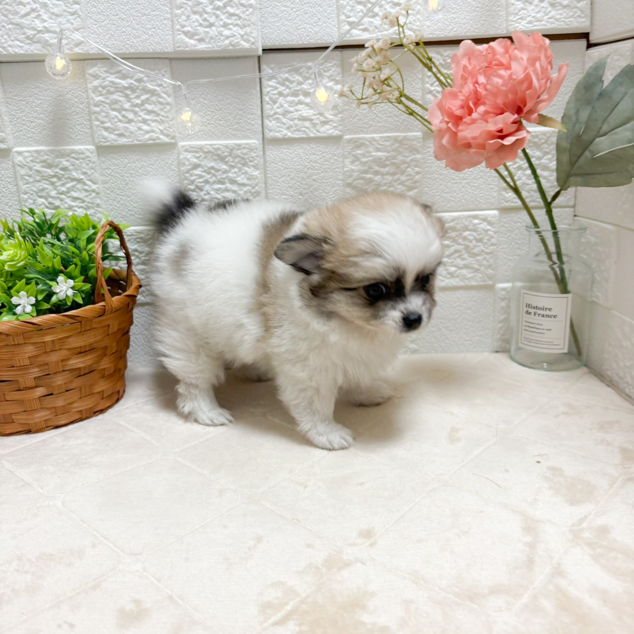 東京都のポメチワ/チワポメ/ポメチー(ポメラニアン×チワワ) (犬の家＆猫の里ペットフォレスト小平店/2026年8月9日生まれ/男の子/パーティーカラー)の子犬の2枚目の画像