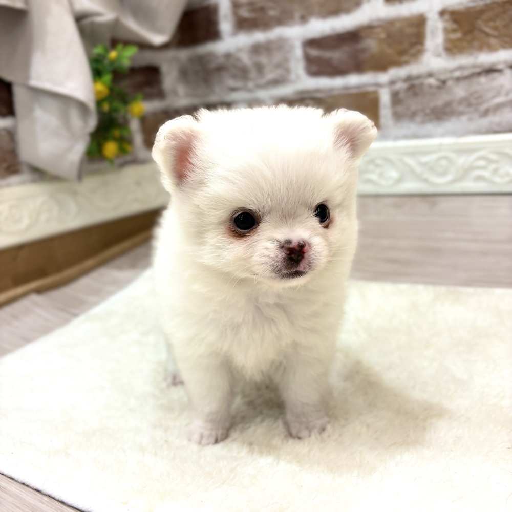 三重県のポメチワ/チワポメ/ポメチー(ポメラニアン×チワワ) (犬の家＆猫の里三重桑名店/2026年8月9日生まれ/男の子/クリーム)の子犬の2枚目の画像
