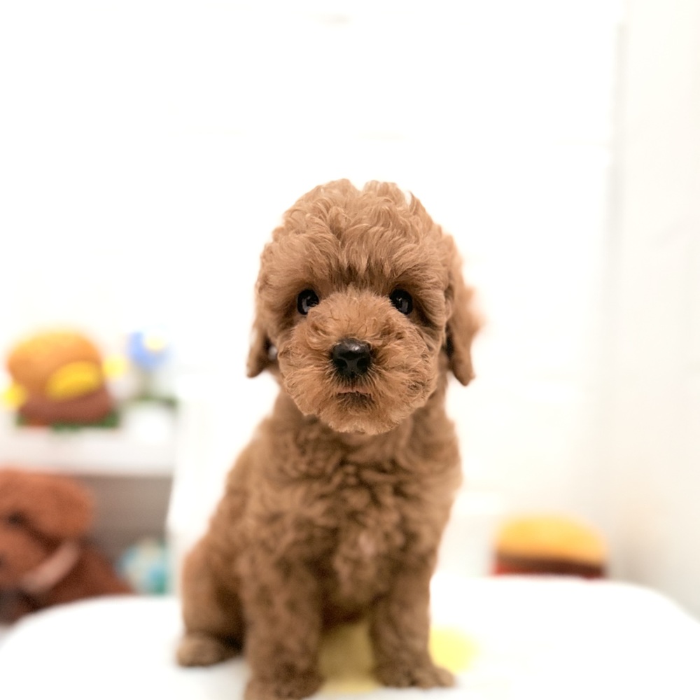 愛知県のトイプードル(トイ) (犬の家＆猫の里豊川インター店/2026年8月10日生まれ/女の子/アプリコット)の子犬の1枚目の画像