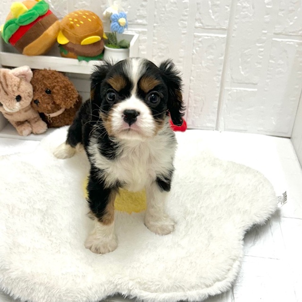 愛知県のキャバリアキングチャールズスパニエル (犬の家＆猫の里豊川インター店/2026年8月11日生まれ/男の子/トライカラー)の子犬の2枚目の画像