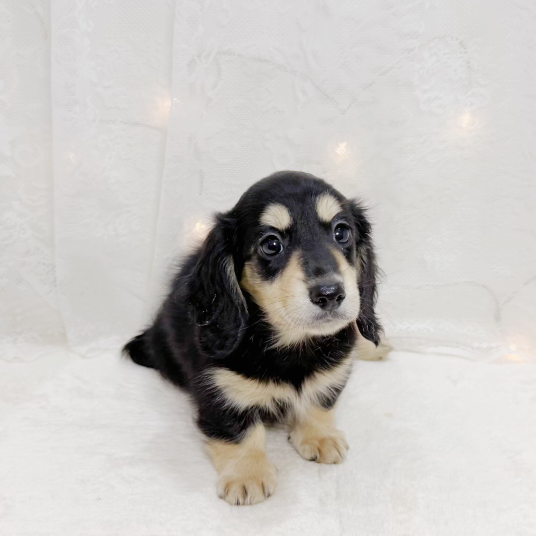 千葉県のミニチュアダックスフンド(ロング) (犬の家＆猫の里BIGHOPガーデンモール印西店/2026年8月10日生まれ/男の子/ブラックイエロー)の子犬の2枚目の画像